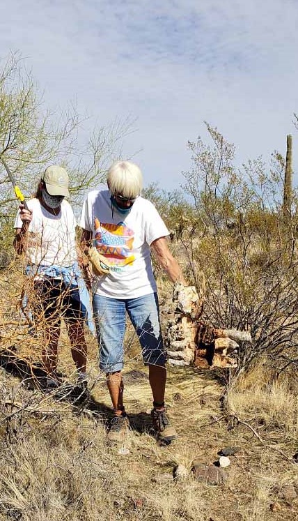 saguaro searching